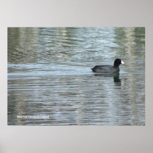 Lone Duck II Poster