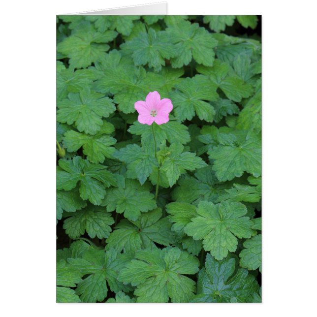 Lone Geranium (Voorkant)
