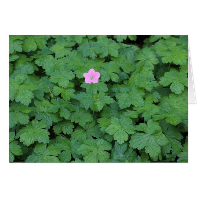 Lone Geranium (Voorkant Horizontaal)