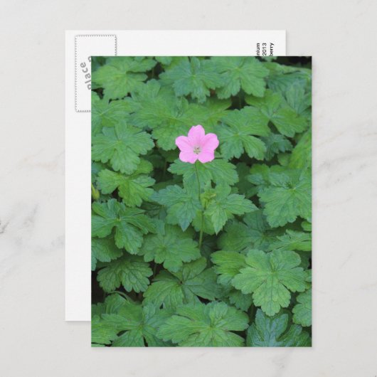 Lone Geranium Briefkaart (Voorkant / Achterkant)