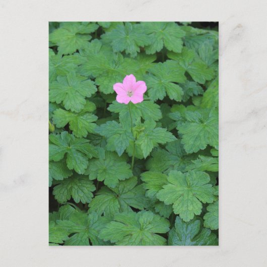 Lone Geranium Briefkaart (Voorkant)