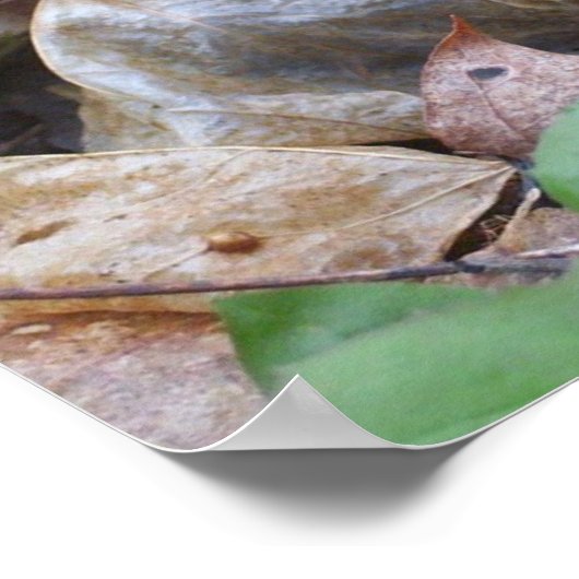 Lone Grey Morel Mushroom Poster (Hoek)