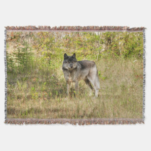 Lone Grey Wolf in de wildernis Deken