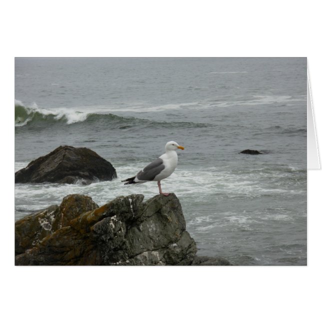 Lone gull (Voorkant Horizontaal)
