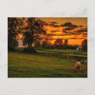 Lone Horse bij zonsondergang Briefkaart