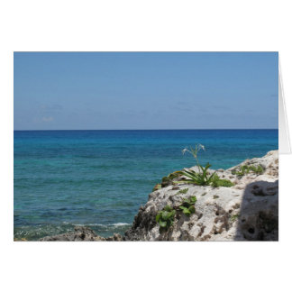 Lone Lily door het Zee