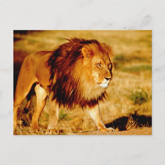 Lone Lion Briefkaart (Voorkant)