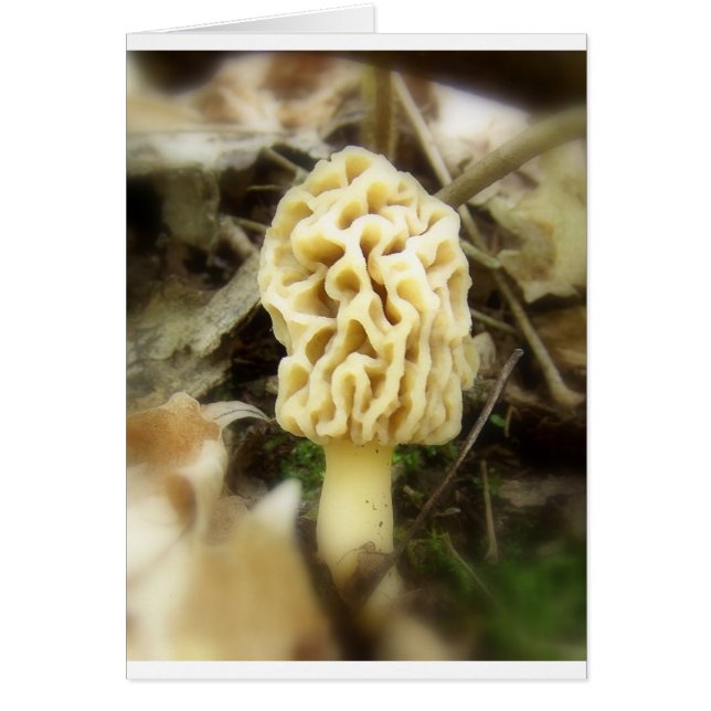 Lone Morel (Voorkant)