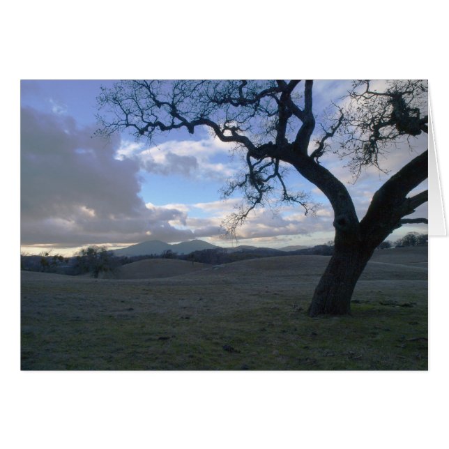 Lone Oak over Mt. Diablo in Winter (Voorkant Horizontaal)