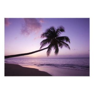 Lone palm tree at sunset, Coconut Grove strand 2 Foto Afdruk