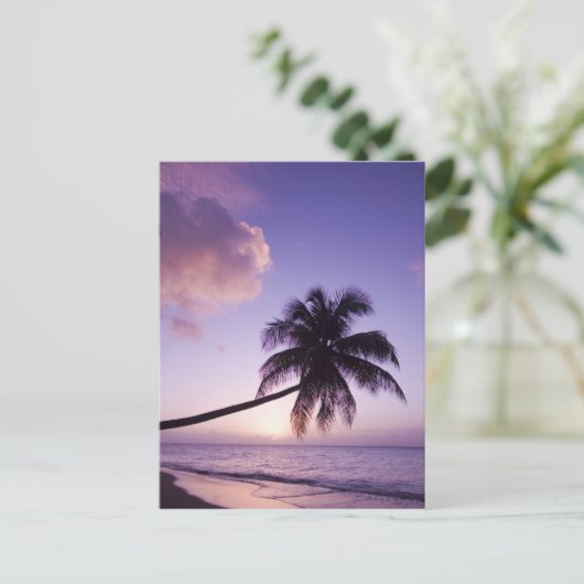 Lone palm tree at sunset, Coconut Grove strand Briefkaart (Staand voorkant)