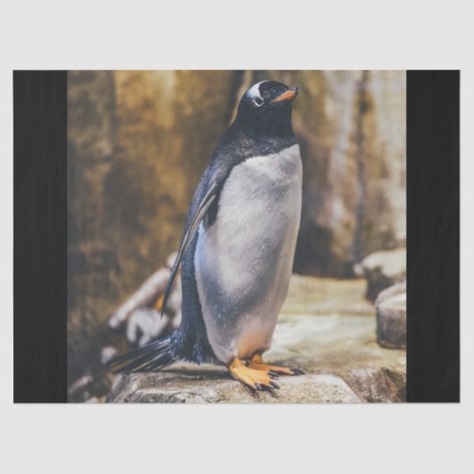 Lone pinguin tissuepapier (Voorkant)