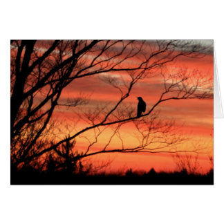 Lone Raven Calling