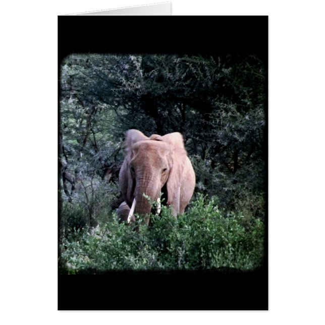 Lone Samburu Elephant (Voorkant)