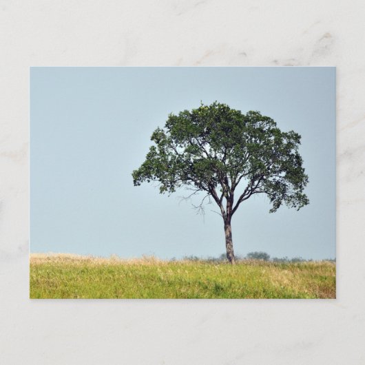 Lone Tree Briefkaart (Voorkant)