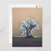 LONE TREE BRIEFKAART (Voorkant / Achterkant)