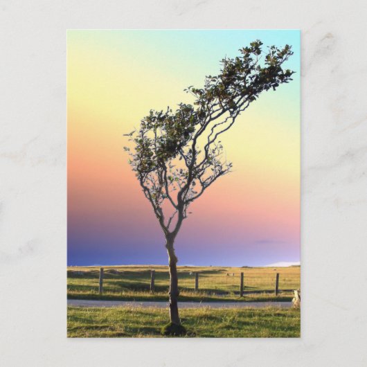 LONE TREE BRIEFKAART (Voorkant)