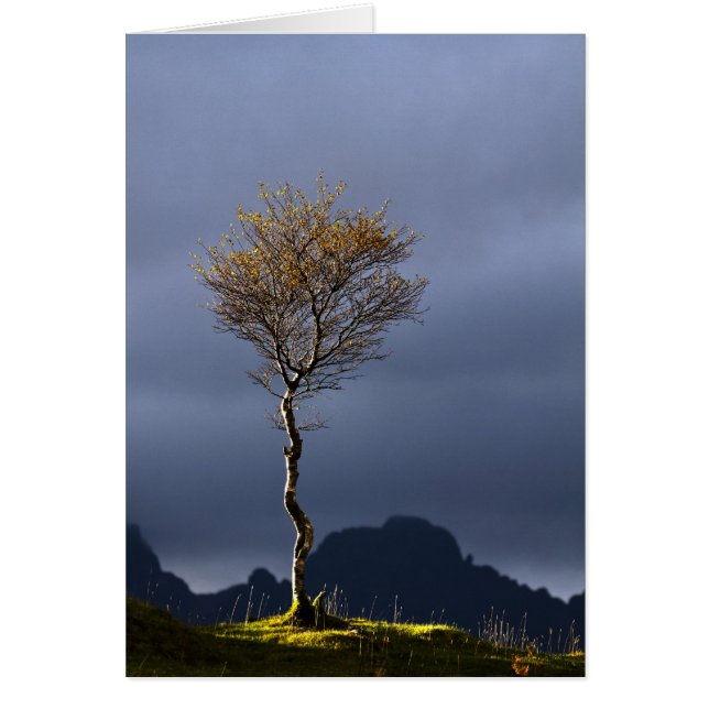 Lone Tree gevangen in Sun (Voorkant)