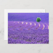 Lone tree in Lavender Field, Frankrijk Briefkaart (Voorkant / Achterkant)