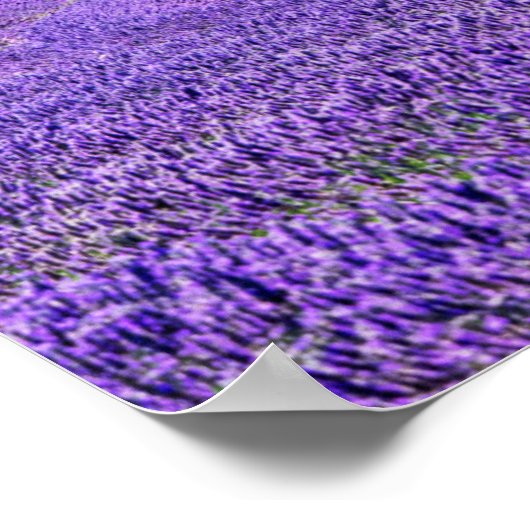 Lone tree in Lavender Field, Frankrijk Poster (Hoek)