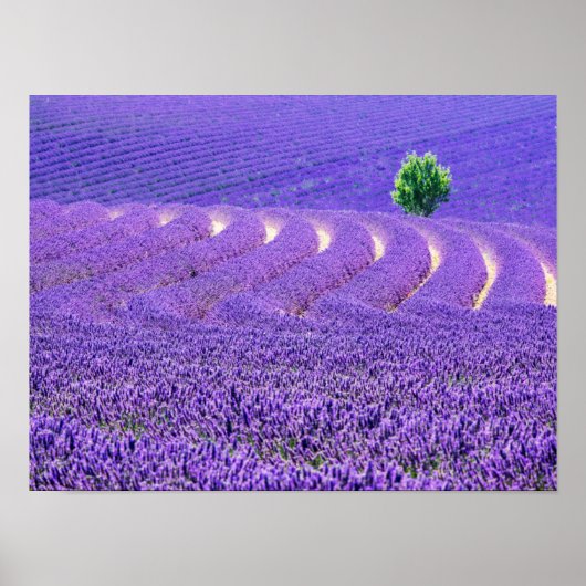Lone tree in Lavender Field, Frankrijk Poster (Voorkant)