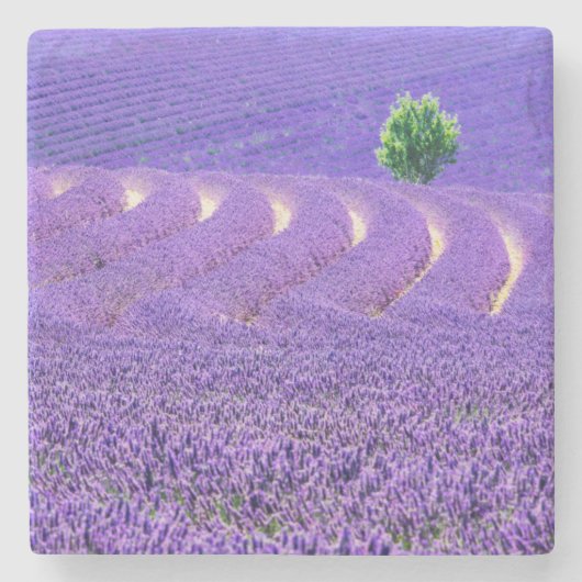 Lone tree in Lavender Field, Frankrijk Stenen Onderzetter (Voorkant)