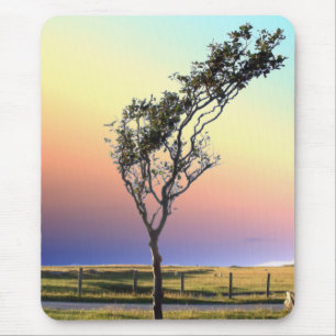 LONE TREE MUISMAT