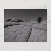 Lone Tree White Pocket Arizona Briefkaart (Voorkant)