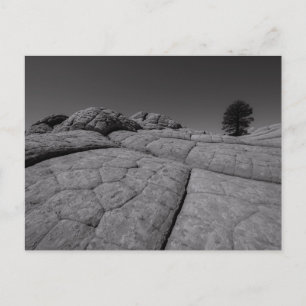 Lone Tree White Pocket Arizona Briefkaart