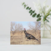 Lone Turkey Briefkaart (Staand voorkant)