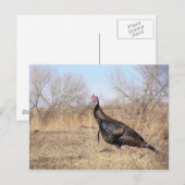 Lone Turkey Briefkaart (Voorkant / Achterkant)