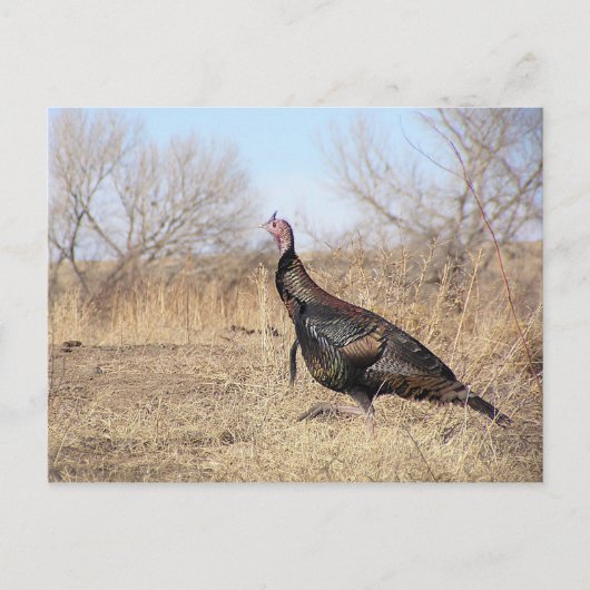 Lone Turkey Briefkaart (Voorkant)