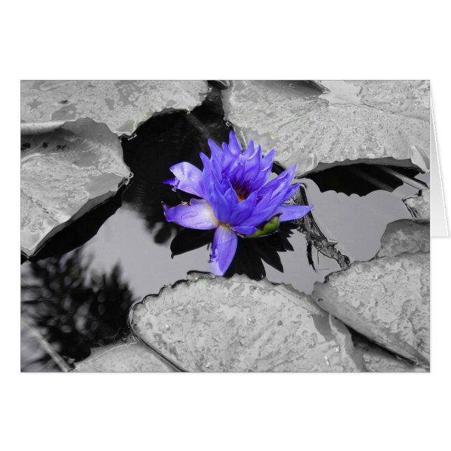 Lone Water Lily (Voorkant Horizontaal)