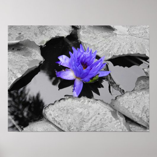 Lone Water Lily Poster (Voorkant)