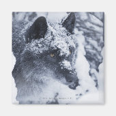 Lone wolf in sneeuw magneet (Voorkant)