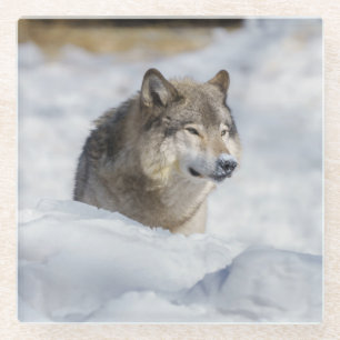 Lone Wolf in Snow Glazen Onderzetter