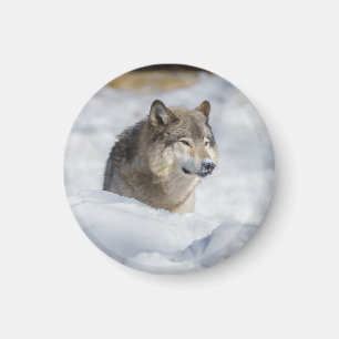 Lone Wolf in Snow Magneet