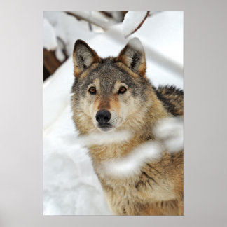 Lone Wolf in Snow Poster