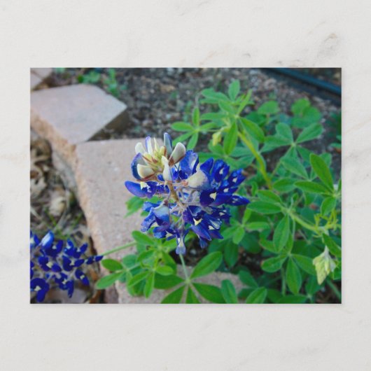 Lonely Bluebonnet Briefkaart (Voorkant)