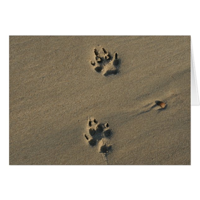 Lonely Dog (Voorkant Horizontaal)