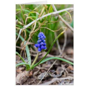 Lonely Grape Hyacinth