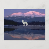 Lonely Wolf Briefkaart (Voorkant)