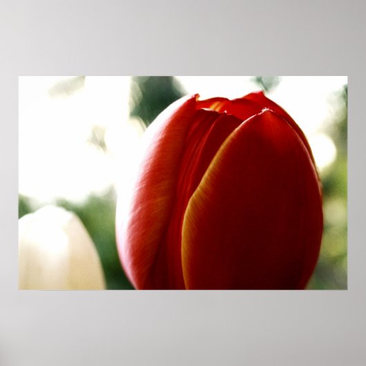 LoneRed Tulip Poster (Voorkant)