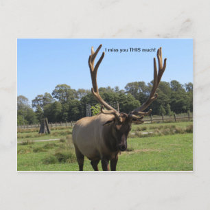 Lonesome Bull Elk briefkaart