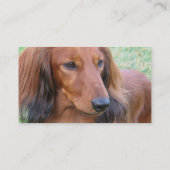 Long carte de visite de teckel de cheveux (Dos)