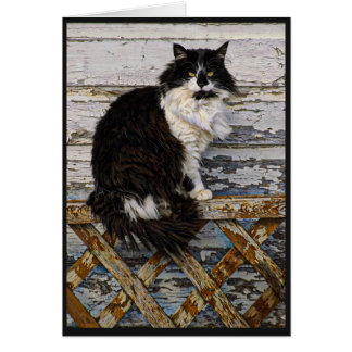 Long chat noir et blanc de smoking de cheveux sur