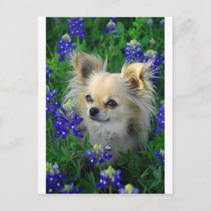 Long Coat Chihuahua in Blue Bonnets Briefkaart