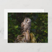 Long-eared Owl between leaves Briefkaart (Voorkant / Achterkant)