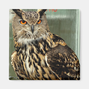Long Eared Owl Magnet Magneet