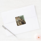 Long Eared Owl Stickers (Envelop)